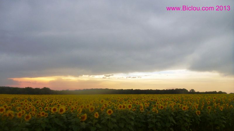 Orages sur les tournesols de la Bourgogne