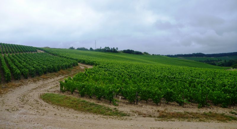 Les vignes de champagne