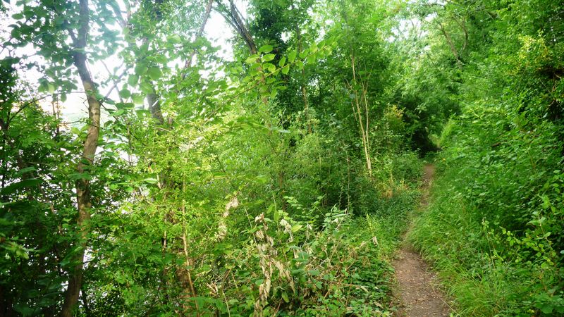 Gr2 touffu en bords de Seine à Juvisy sur Orge