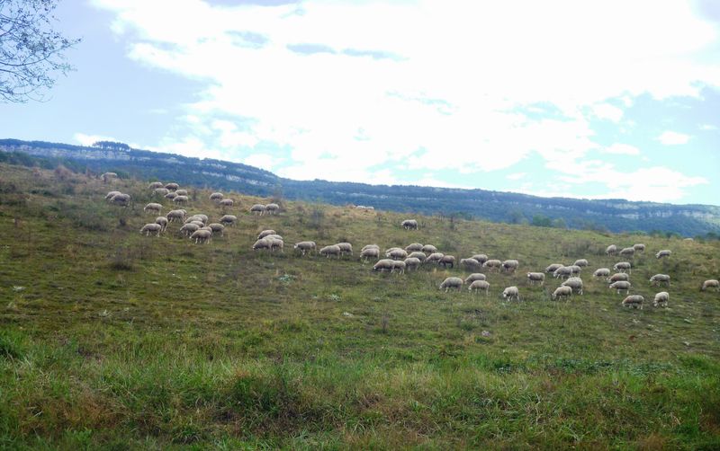 Moutons brouteurs sur les berges du Rhône en 2014