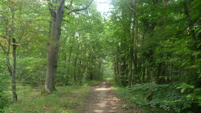 Photo-longer-seine-007-en-forêt-de-Fontainbleau
