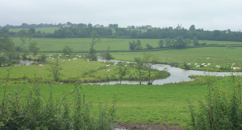 Pâturage-en-charolais