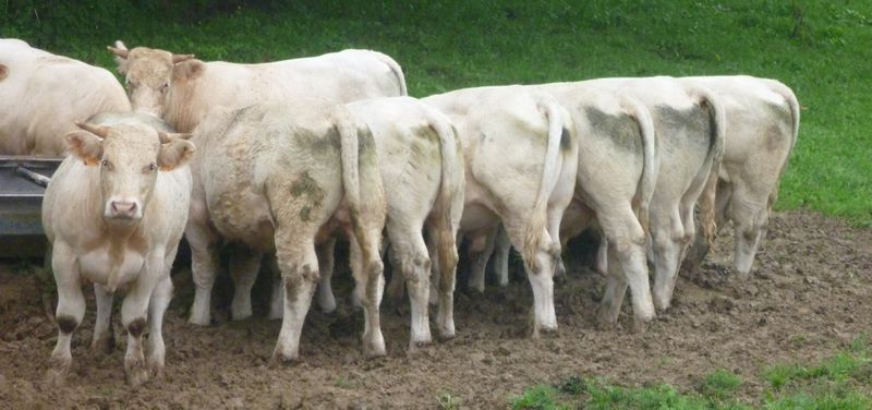 Quels-culs-madames-vos-filles