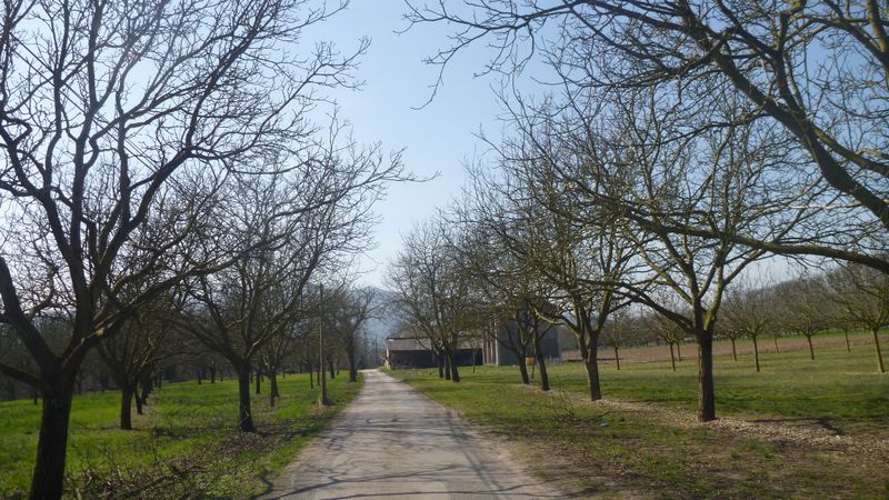 Les noyers du Nord isère en 2014