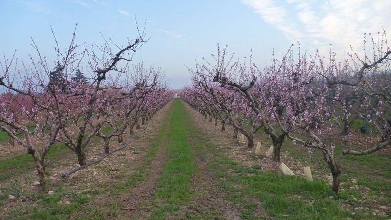 Les péchers sont en fleur au 10 mars 2014
