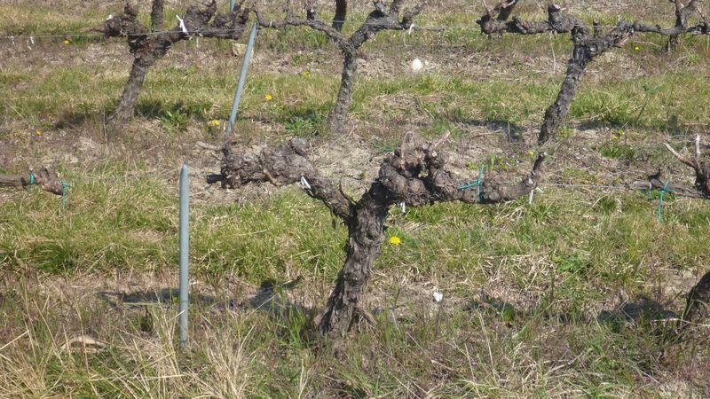 Mars 2014 : la vigme pas encore débourée en vallée du rhône