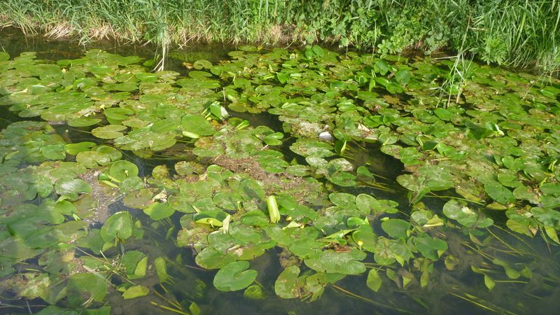 Nénuphars