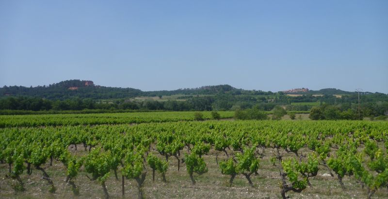 vignes du Lubéron en 2014