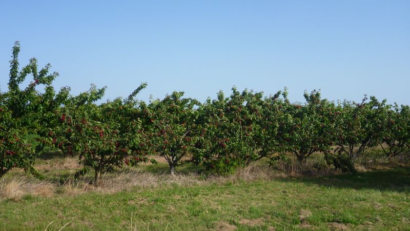 Cerisiers en Drôme