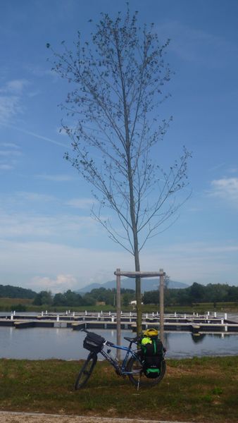 Arbre planté et à suivre au port de Virignin en 2014