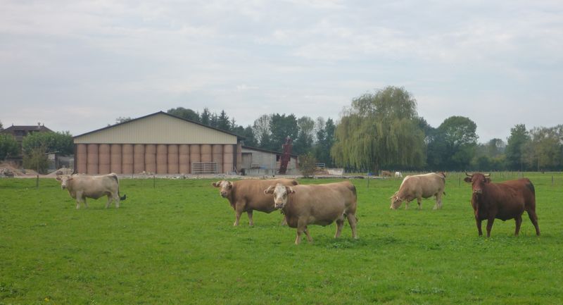 Messieurs les bovins du Nord Isère : bonjour ..