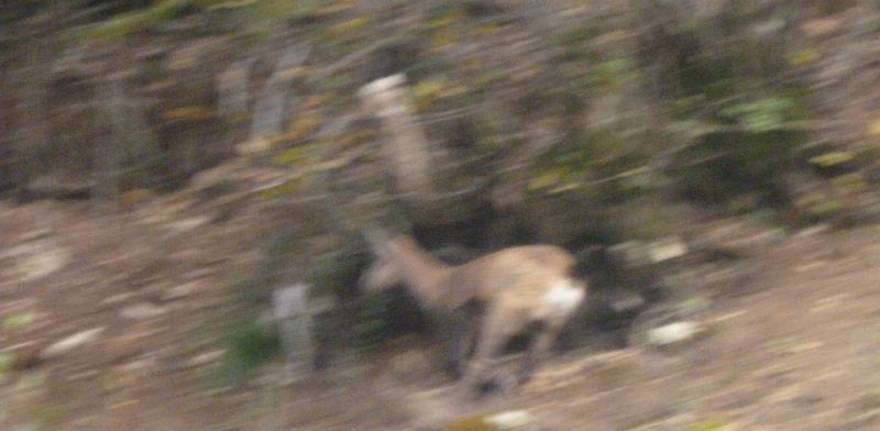 Chamois fugitif