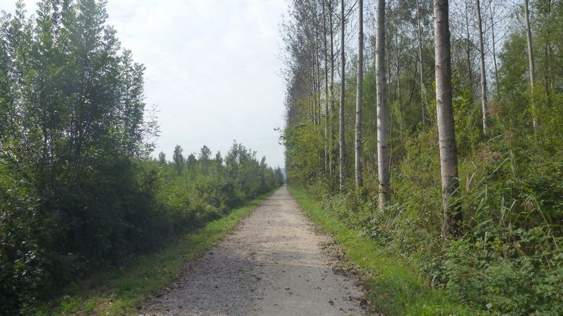 Peupleraie de Chautagne en 2014