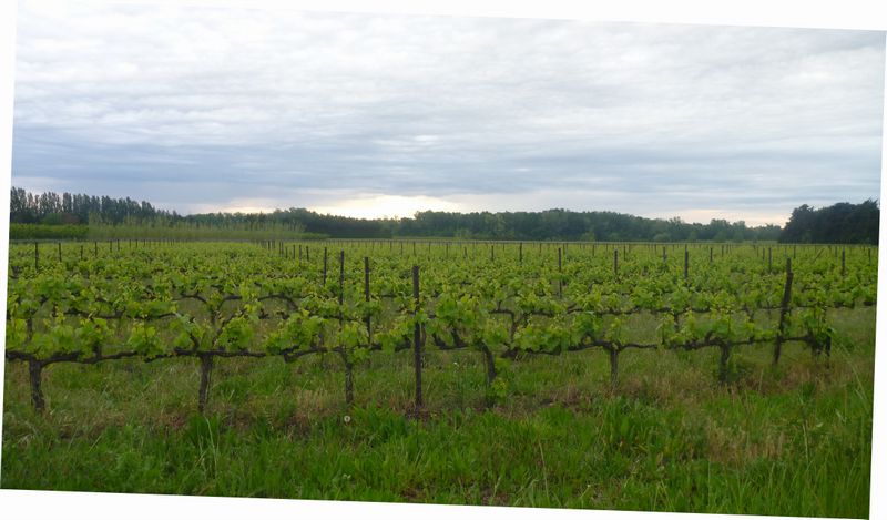 Les vignes de Sauveterre
