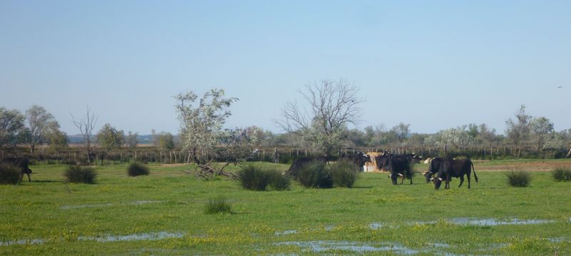 Taureaux en Camargue gardoise, en avril 2015