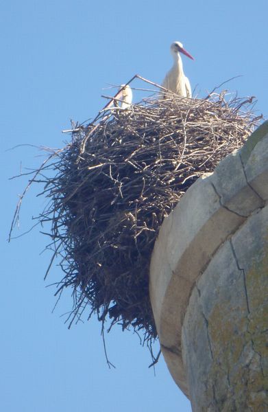 Les Cigognes de Camargue , sont là, sur la tour des Iscles ?