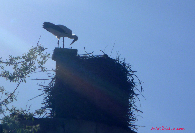Cigognes en Camargue, vues en avril 2015 , sur la tour des Iscles ?