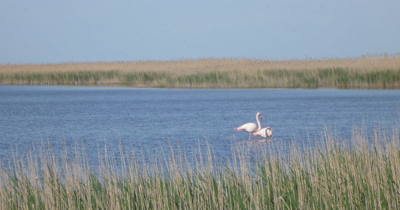 Enfin les flamands roses en Camargue en 2015, du côté du Vaccarès
