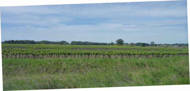 Vignes des sables entre Arles et Ports Saint Louis du Rhône en 2015