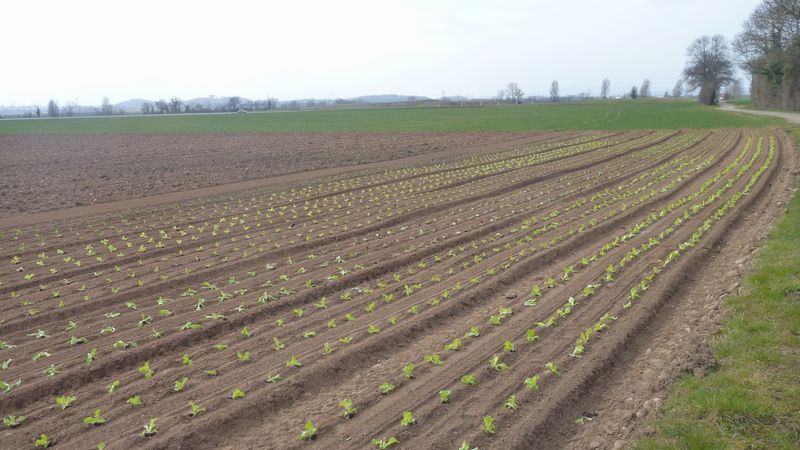 Les salades sont plantées