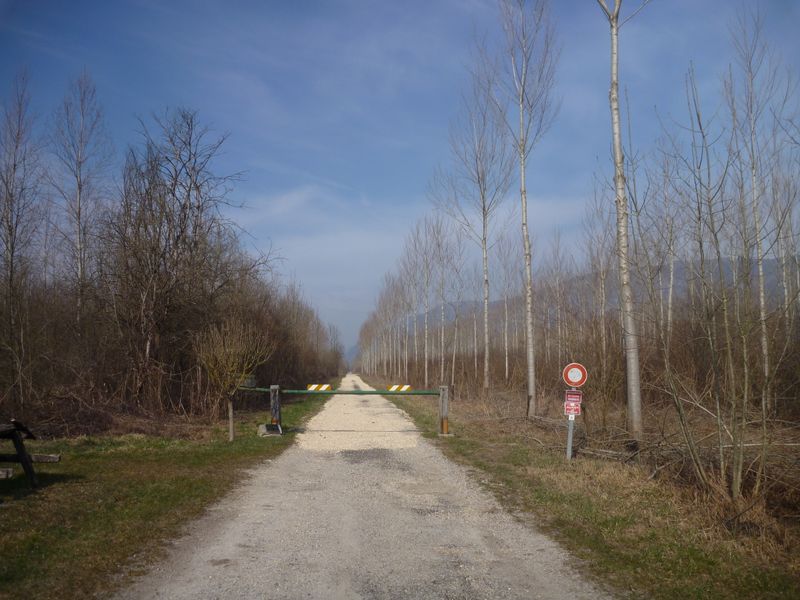 La route forestière de la peupleraire en Chautagne en 2015