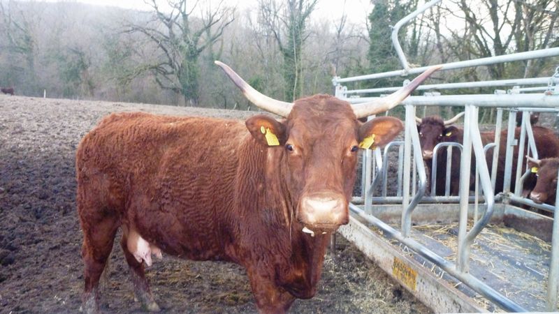 Bonjour madame la salers de Chancy Genève