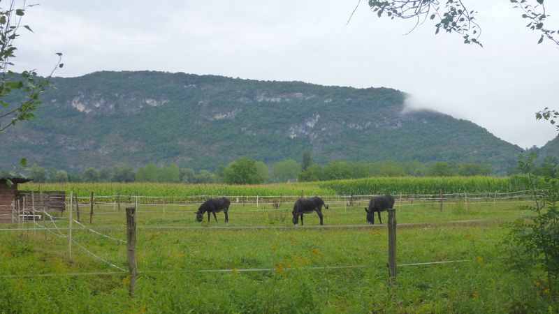 Les rares compagnons de la journée le long de ViaRhôna, seront ces ânes : .. peu causant, mais sympas