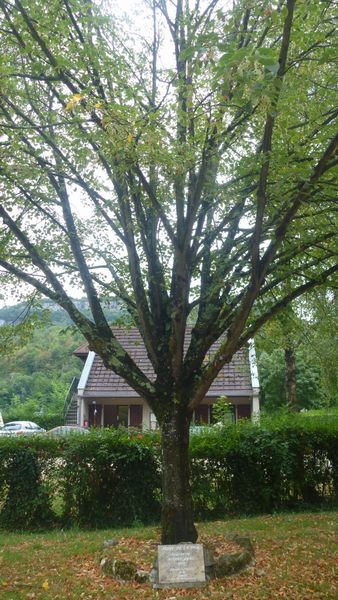L'arbre de la paix en 2015 ; à la Bruyère de Bregnier Cordon