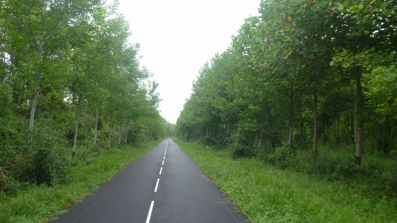 Voie verte de Chautagne : Beau revêtement et belle verdure