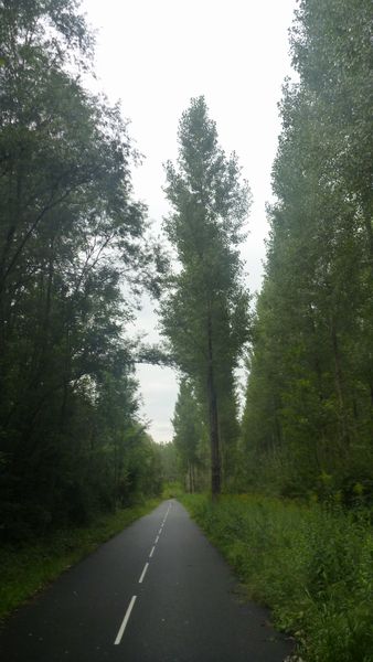 La ViaRhôna se fraye dans la belle futaire de Chautagne