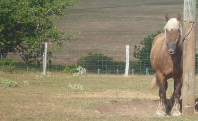 Même les chevaux cherchent l'ombre et la fraicheur en juillet 2015