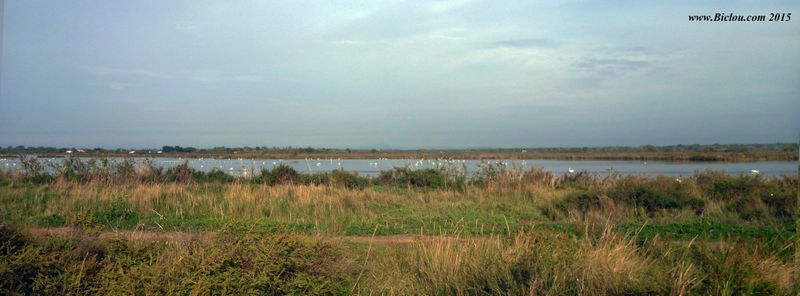 Les incontournables flamands roses de la camargue gardoise vus de ViaRhôna 2015