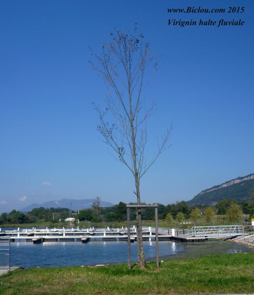 L'arbre de Virignin, en 2015
