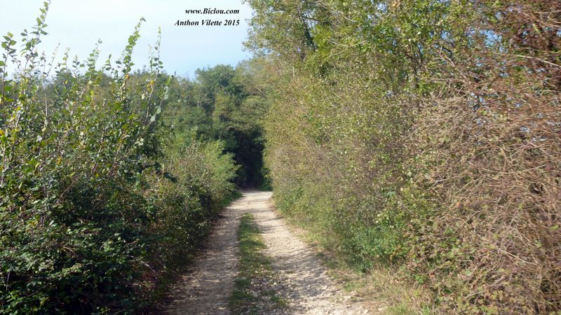 ViaRhôna dans le bois des Franchises en route pour Villette d'Anthon en 2015