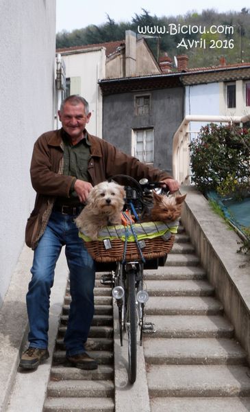 Promener ses chiens à vélo