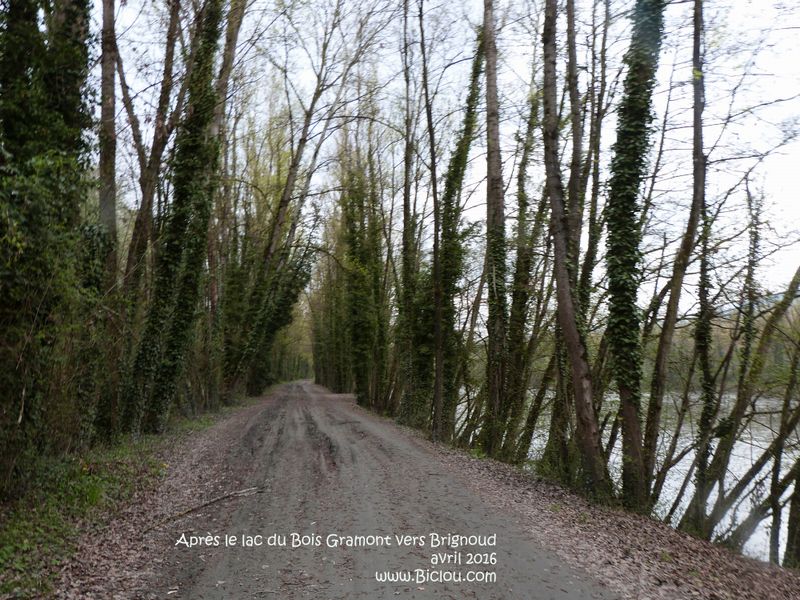 Les bords de l'Isère sont roulables à Bicyclette, Après le lac du Bois de Gramont vers Brignoud.