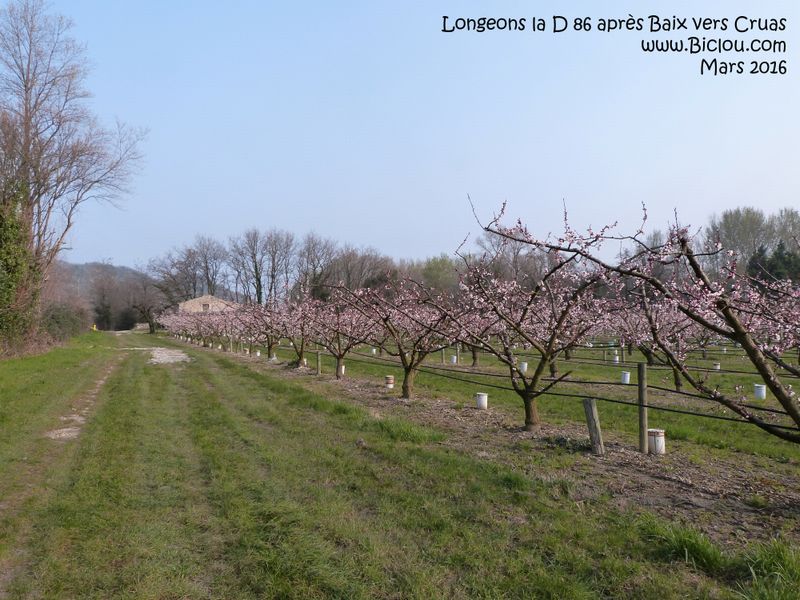 A la sortie des jardins de Baix ; passage le long des vergers ..