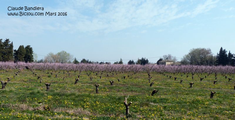 Les péchers 2016