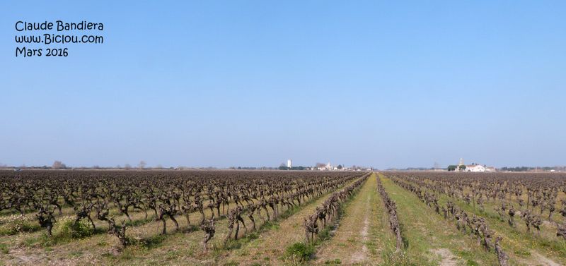 Les Vignes de Montcalm