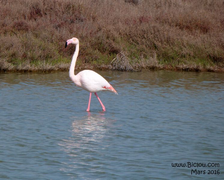 Flamand Rose