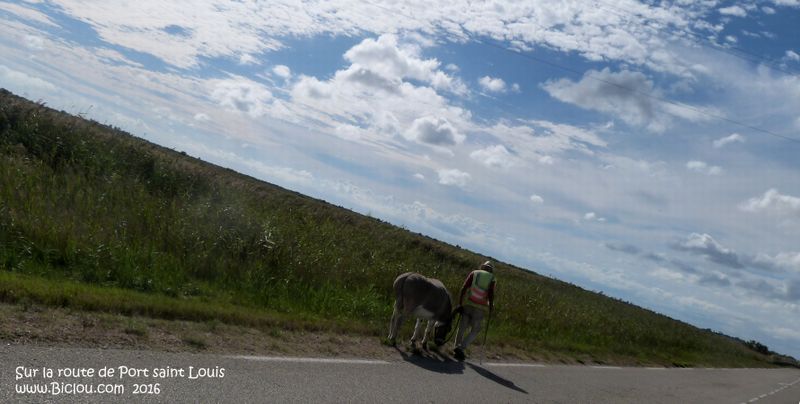 Homme promenant son âne sur la route de port saint Louis, un an après, toujours là..