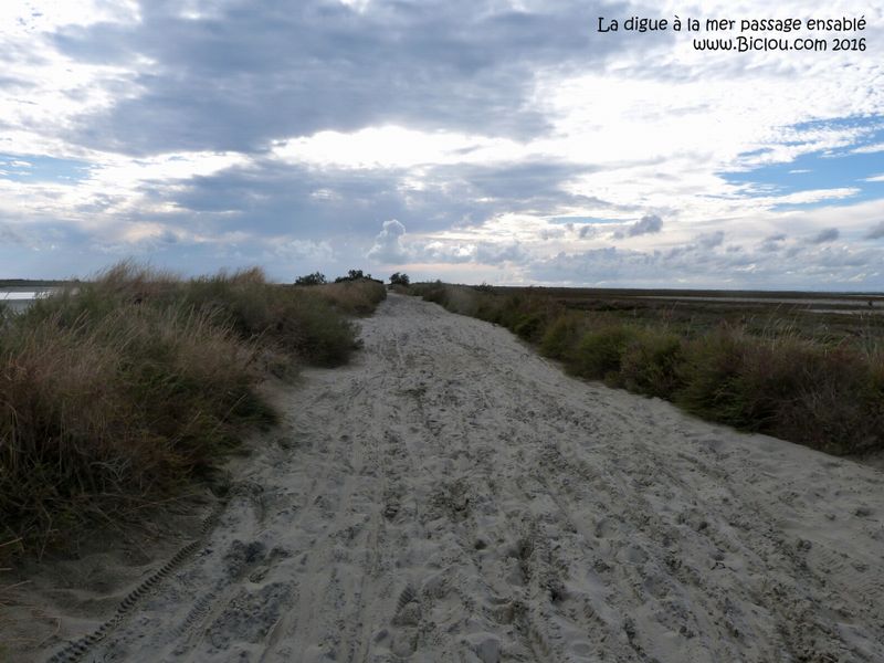 Sur la digue à la mer (Camargue)