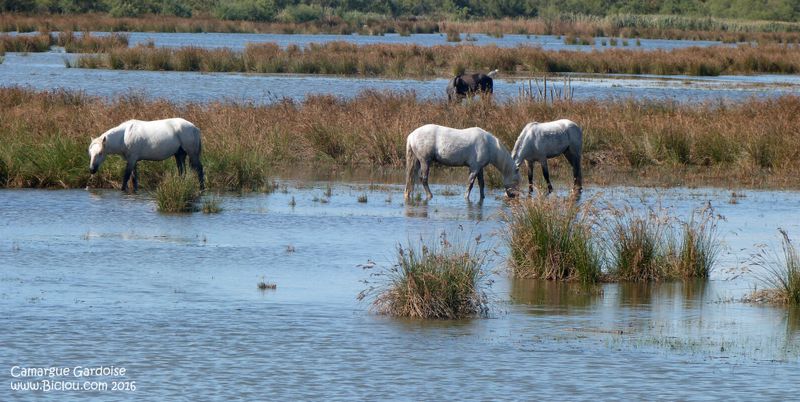 chevaux en camathie gardoise