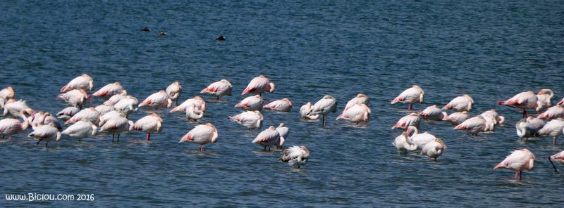 Les flammands roses à la sieste