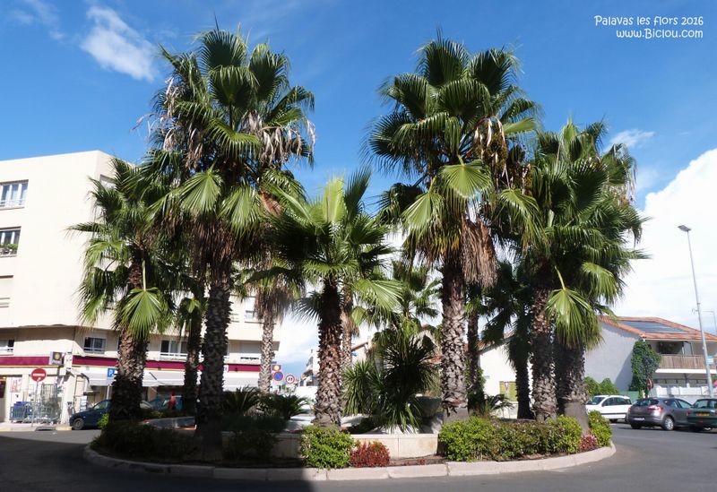 Giratoire en palmiers de Palavas les flots en 2016