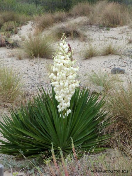 Fleur rencontrée au bord de la voie verte avant Agde