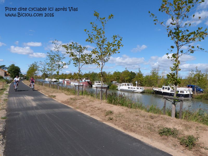Ici la piste cyclable est bien roulante le long du halage du canal du midi (2016), on remarque les nouvelles plantations