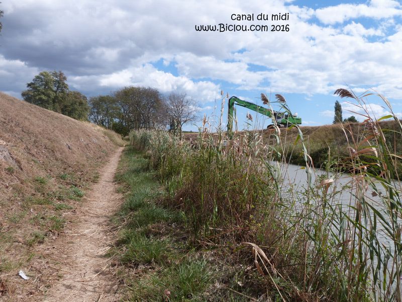 Les arbres ont étés coupés le long du canal du midi, le halage est assez secouant