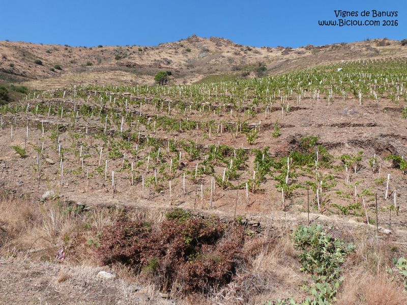 Les vignes de Collioure