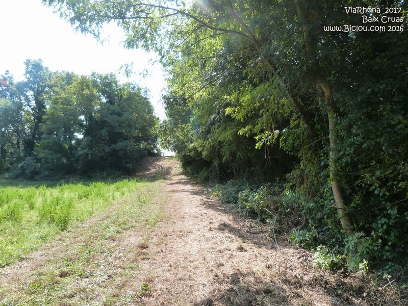 Viarhôna devrait passer ici entre Baix et Cruas, déjà zont débroussaillé en sept 2016
